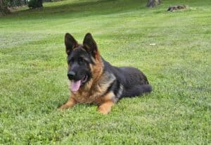 German Shepherd lying on grass in training yard.