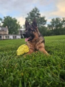 German Shepherd puppy with yellow tennis ball on grass, outdoor park setting.