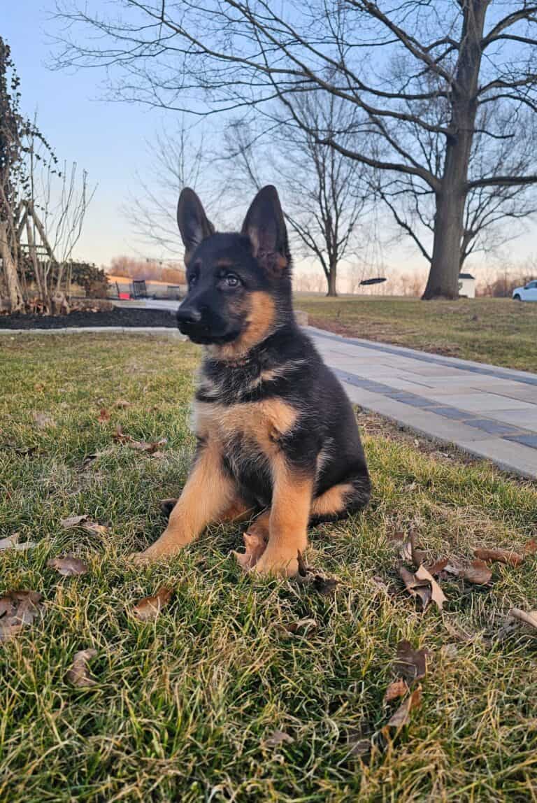 Adorable German Shepherd puppy displaying obedience and training in a spacious outdoor setting, ideal for dog training and behavior development.