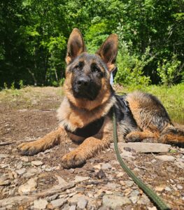 German Shepherd puppy lying on the ground during outdoor training in nature.