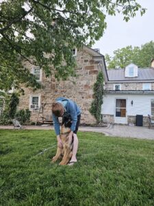 Dog training, obedience, German Shepherd, canine agility, pet training.