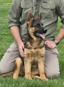 Highly trained German Shepherd puppy with expert handler at Stonewall K9.