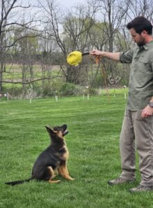Man engages dog with a yellow tug toy outdoors during training session.