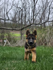 Playful German Shepherd puppy training, socializing, and enjoying nature.