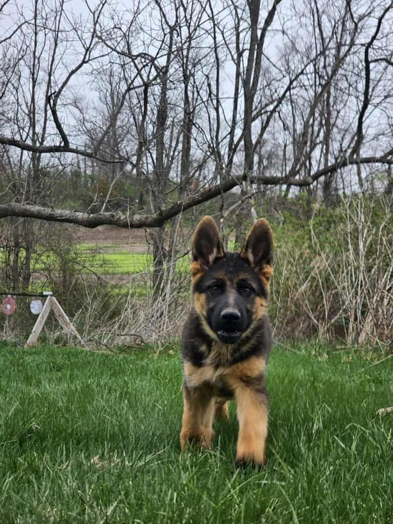 Playful German Shepherd puppy training, socializing, and enjoying nature.