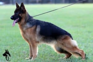 Highly trained German Shepherd for obedience and protection.