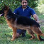 German Shepherd Dog for sale in Lehigh Valley