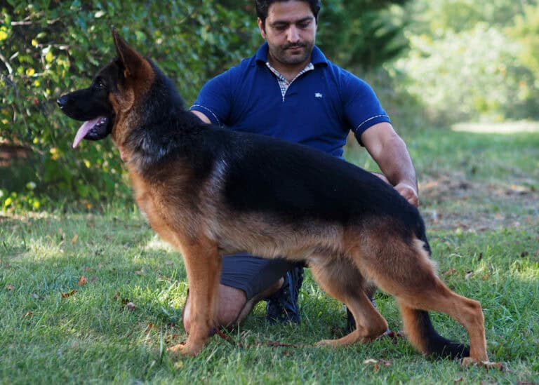 A trained German Shepherd dog receiving obedience training in a lush green park by a professional handler.