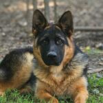 German Shepherd Dog
