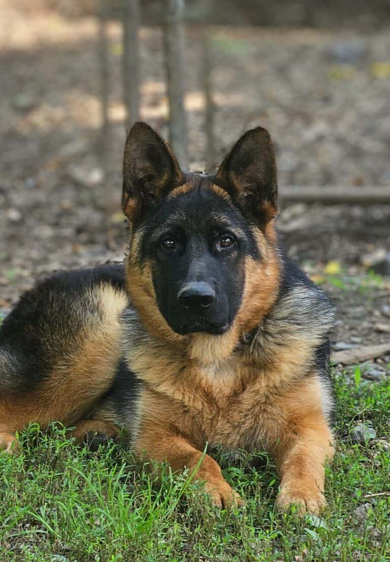 Adorable German Shepherd puppy outdoors on grass, perfect for training, obedience, and protection services.