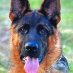 German Shepherd Dog