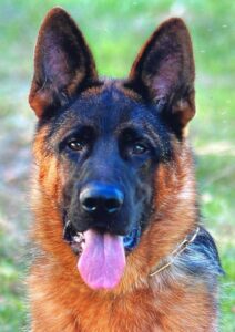 German Shepherd Dog