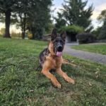 German Shepherd Dog