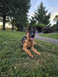 Dog lying on grass with trees and sky in background.