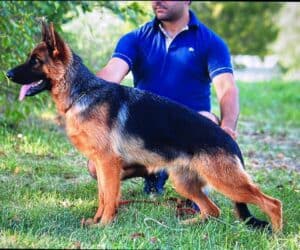 Highly trained German Shepherd service dog standing outdoors.
