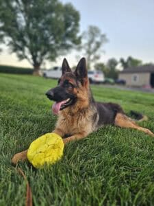Playful German Shepherd lying on grass with yellow ball, outdoors in yard, sunny day, active dog, dog training, pet care.