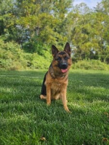 Schutzhund protection dog training session with a German Shepherd in a grassy field.