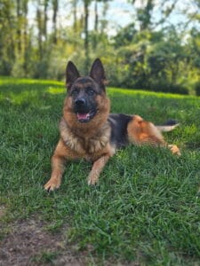German Shepherd dog lying on green grass in a peaceful outdoor setting, emphasizing training and pet care.