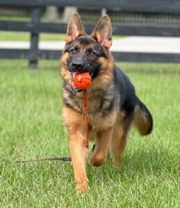 Dog playing fetch with a red ball outdoors, showcasing training and active lifestyle.
