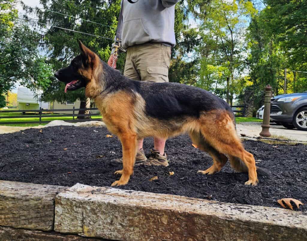 Well-behaved German Shepherd during obedience training at Stonewall K9 outdoor training area.