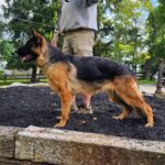 German Shepherd show dog