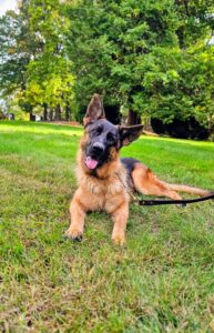 German shepherd breeder