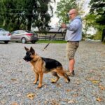 German Shepherd puppies for sale