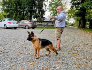 K9 training with handler in outdoor lot for police or security work.