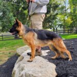 German Shepherd puppies for sale