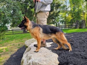 High-quality German Shepherd at Stonewall K9 dog training school.