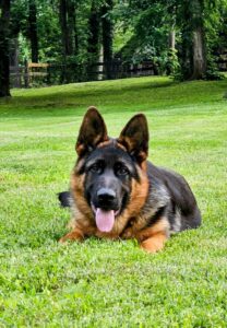 Adorable German Shepherd puppy resting on lush green grass with trees in the background.