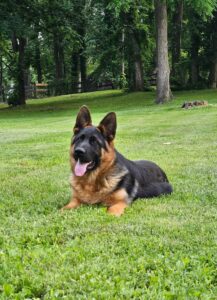 Friendly German Shepherd dog relaxing outdoors in a park with green trees.