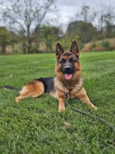 Highly trained German Shepherd for police and protection services.