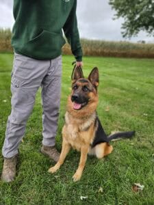 Dog training, obedience, working dog, agility training, professional dog trainer, outdoor training session, canine obedience training, K9 training, dog behavior, training leash.