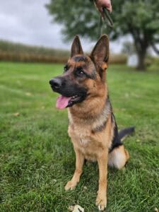 German Shepherd dog during outdoor training session.