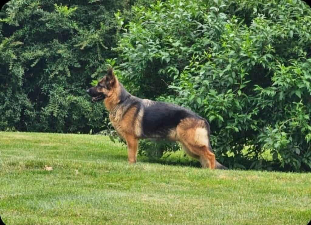 High-quality German Shepherd in a lush green outdoor setting, showcasing strength, loyalty, and training.