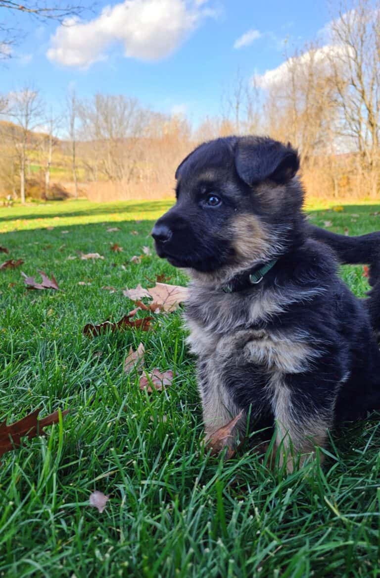 Dog puppy sitting on grass, ideal for canine training, socialization, and obedience programs by Stonewall K9.