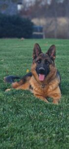 German Shepherd dog resting on lush green grass, outdoor training, obedience, and protection services by Stonewall K9.