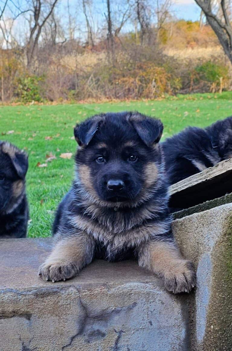 Adorable German Shepherd puppy resting on a stone wall in a scenic outdoor park setting.