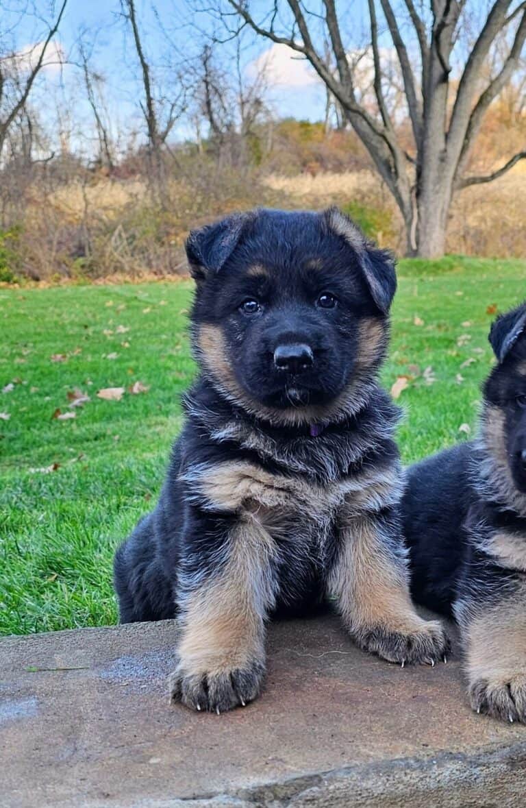 German Shepherd puppy sitting on grass with trees in the background, showcasing early training and socialization.