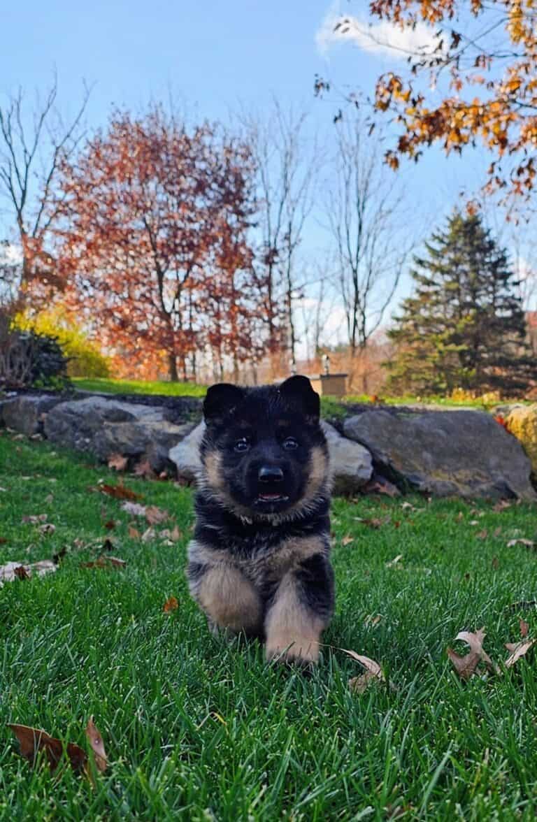 Adorable puppy running on lush green grass during fall in a scenic park.
