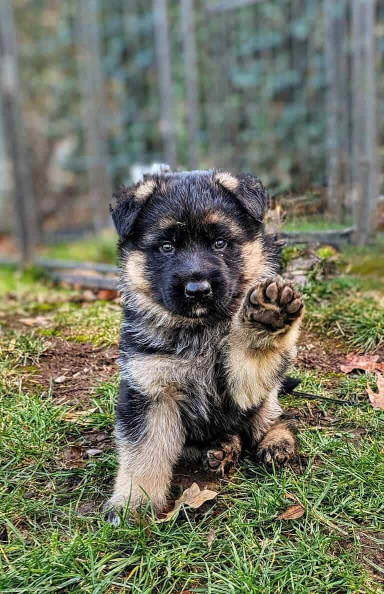 Adorable German Shepherd puppy raising paw in training yard surrounded by trees.