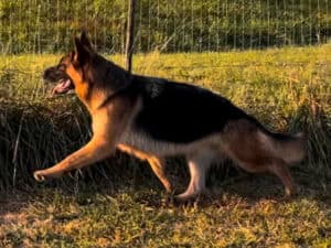 German Shepherd puppy practicing agility and obedience training outdoors at Stonewall K9.