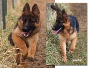 Adorable German Shepherd puppy exploring outdoors, showing agility and playfulness at Stonewall K9 training center.