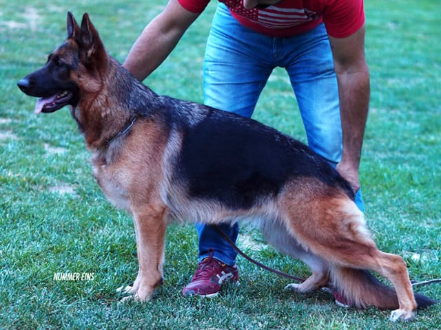 German Shepherd dog standing on grass during training at Stonewall K9.