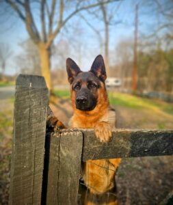 German Shepherd Dog
